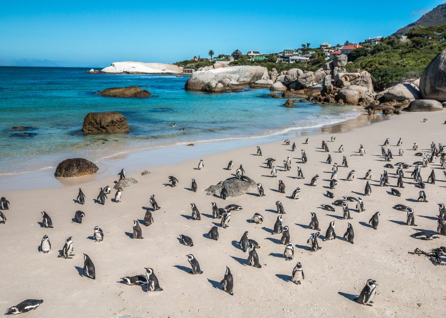 Cape Town, Boulders Beach – Highlights: The Wonders of South Africa 2026-27, Guiness Travel escorted tour
