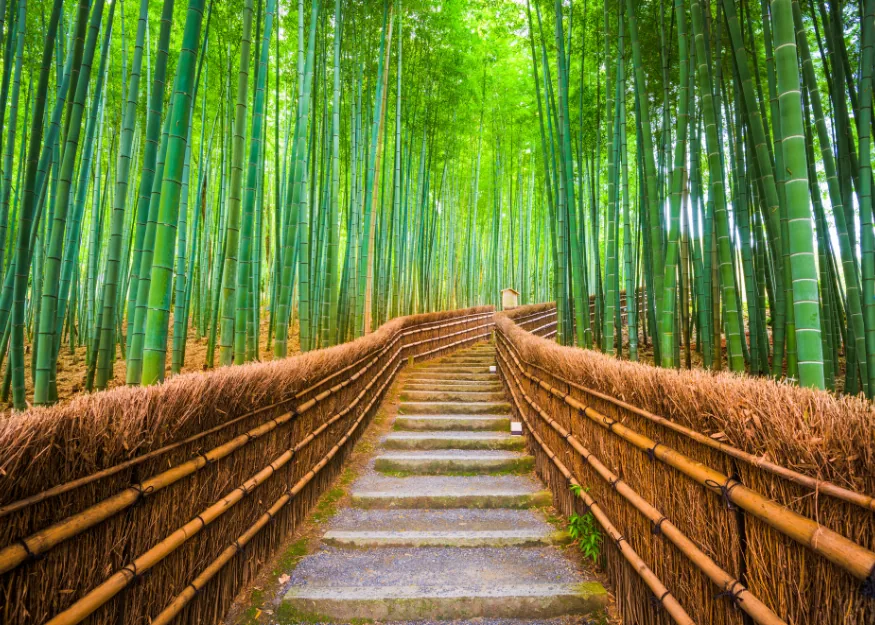 Arashiyama, bamboo forest – Highlights of Japan 2026-27, Guiness Travel escorted tour