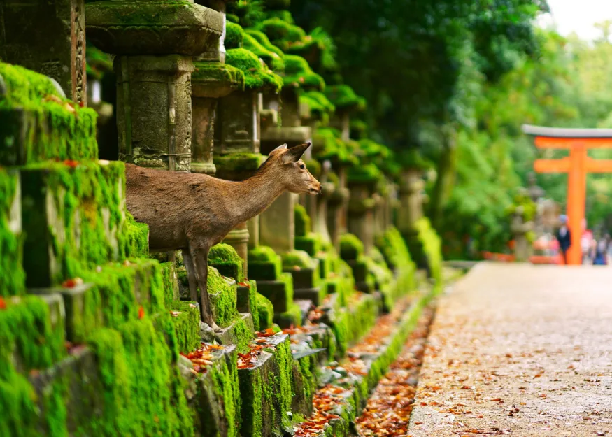 NARA – Wonderful Japan & Bali 2026-27, Guiness Travel escorted tour