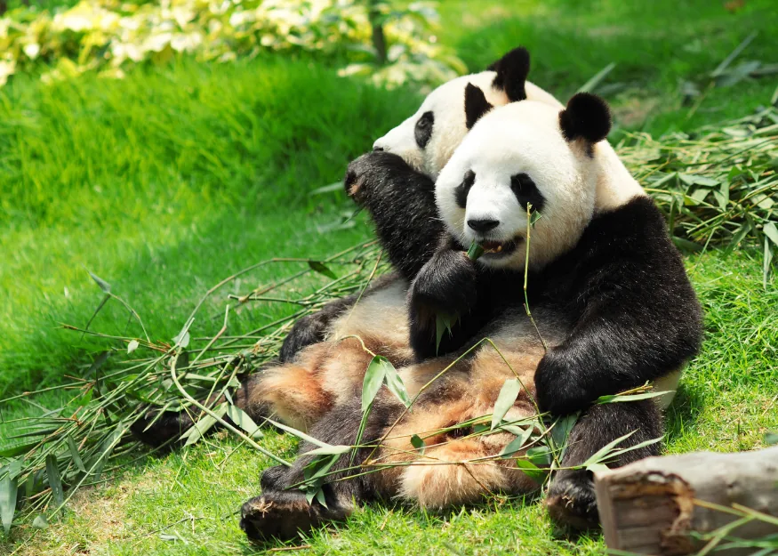 Wonders of China & Giant Pandas 2026-27 – Guiness Travel escorted tour