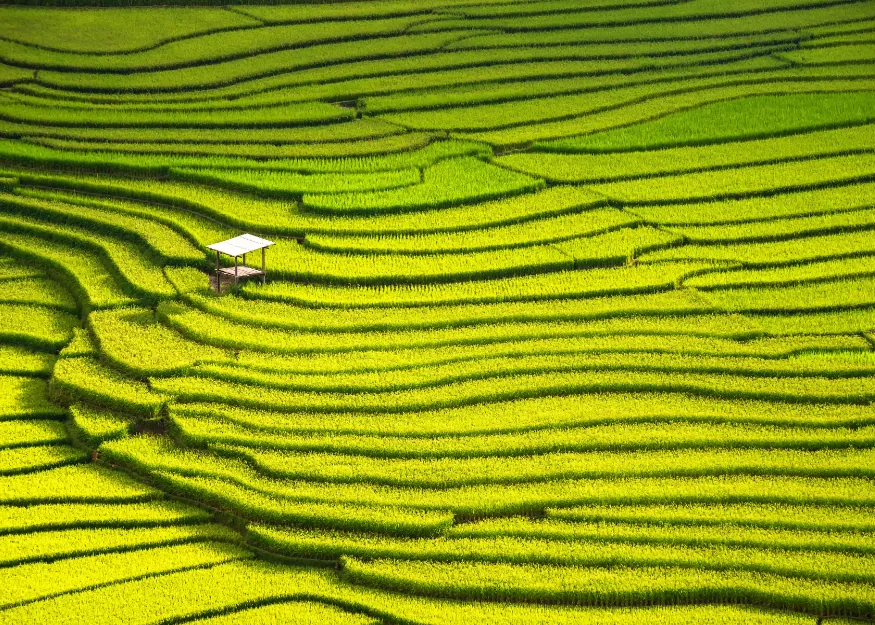 Terraced rice fields – Highlights of Vietnam 2026-27, Guiness Travel escorted tour