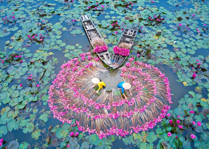 Women displaying water-lily flowers – Highlights of Vietnam 2026-27, Guiness Travel escorted tour