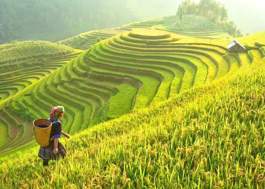 Terraced rice fields, Halong – Grand Tour of Vietnam 2026-27, Guiness Travel escorted tour