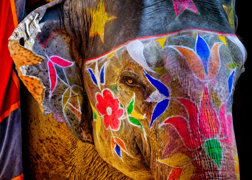 THEKKADY - Painted Asian elephant – Southern India - Enchanting Kerala 2026-27, Guiness Travel escorted tour