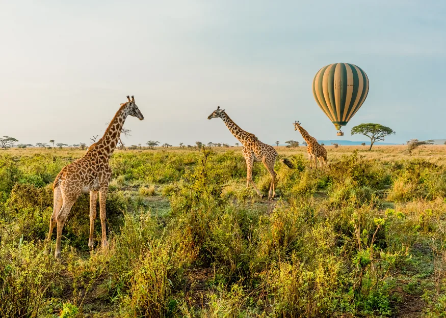 Kruger National Park – Grand Tour of South Africa 2026-27, Guiness Travel escorted tour
