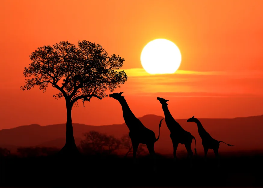 Safari – South Africa & Mauritius 2026-27 New, Guiness Travel escorted tour