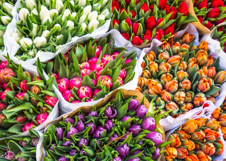 Dutch tulips – Amsterdam & Holland 2026-27, Guiness Travel escorted tour