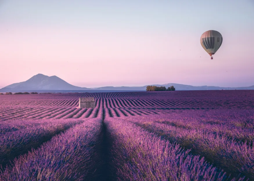Provence, lavender fields – Provence - Camargue & French Riviera 2026-27, Guiness Travel escorted tour