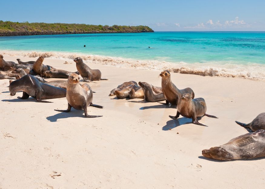 Galapagos Islands – Ecuador & Galapagos 2026-27, Guiness Travel escorted tour