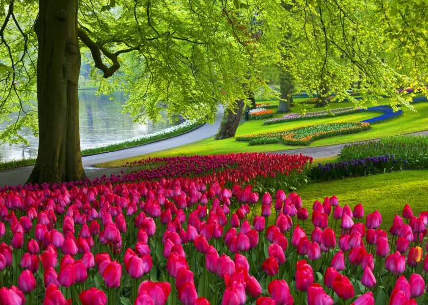 Amsterdam & Keukenhof 2026-27 – Guiness Travel escorted tour