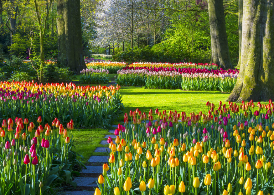 Keukenhof – Amsterdam & Keukenhof 2026-27, Guiness Travel escorted tour