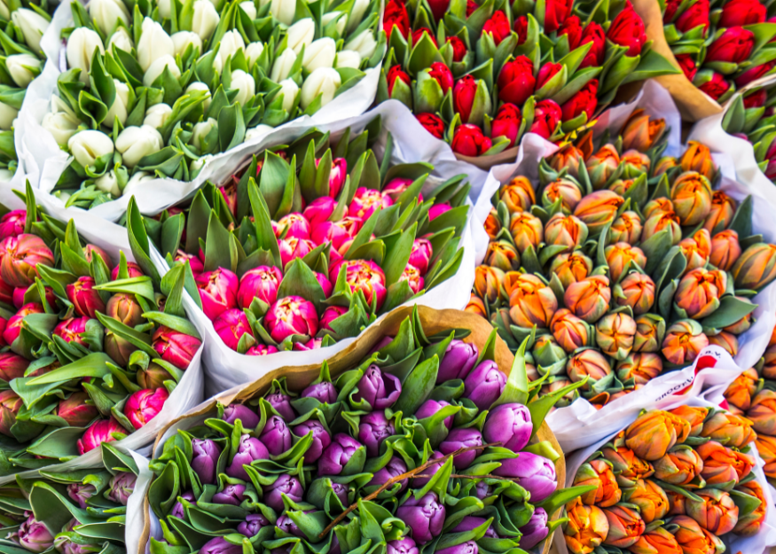 Dutch tulips – Amsterdam & Keukenhof 2026-27, Guiness Travel escorted tour